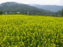 宏村——油菜花 宏村——油菜花